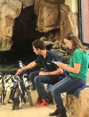 a student intern checks in with the penguins at her internship