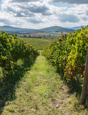 Vineyards in Siena
