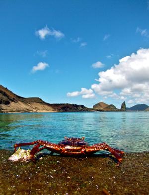 a crab near the beach on Barolome Island