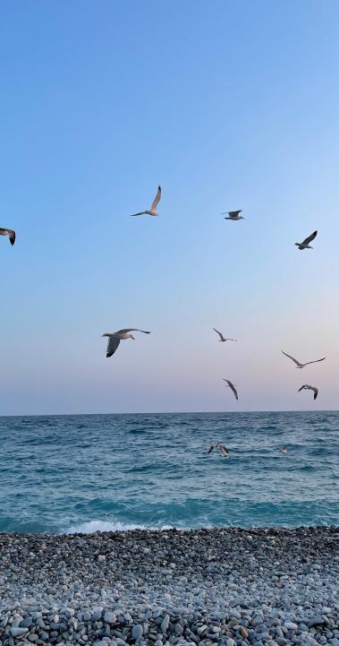 seagulls flying around the beach in Nice at sunset