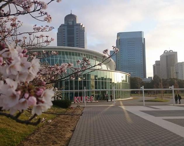 Cherry blossoms bloom in front of a glass building on KUIS's campus.