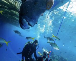 a19_sydney_cairns_great_barrier_reef_alissa_smith