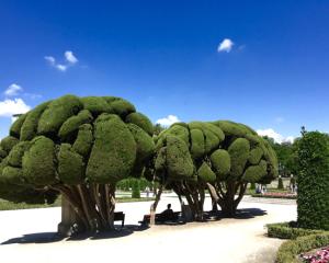 trees in the parque del buen in madrid
