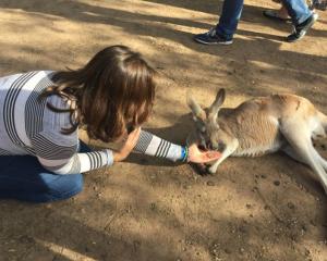 a girl feeding kangaroo