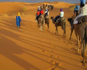 students riding camels in the desert