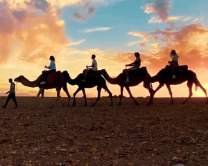 People riding camels in desert
