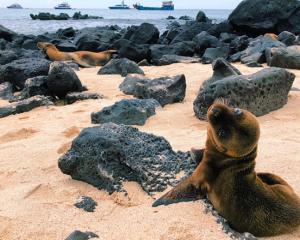 Galapagos Islands - Pup on Beach