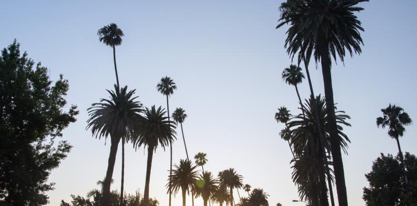 Palm trees