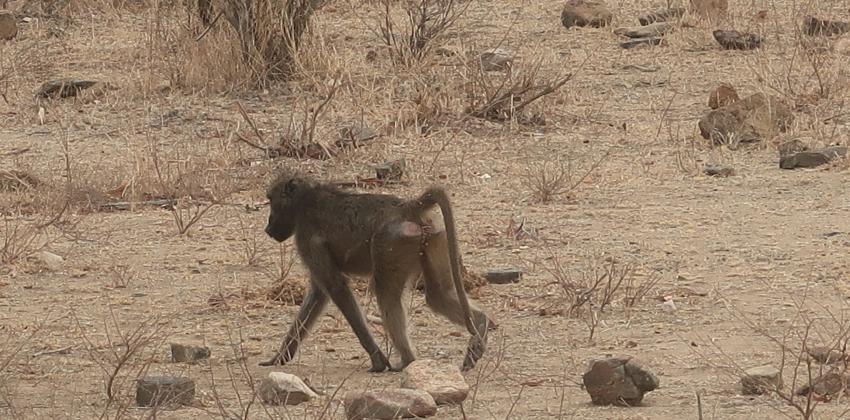 Image of baboon walking away. 