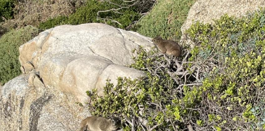 Two Dassie's lounging on a rock. 