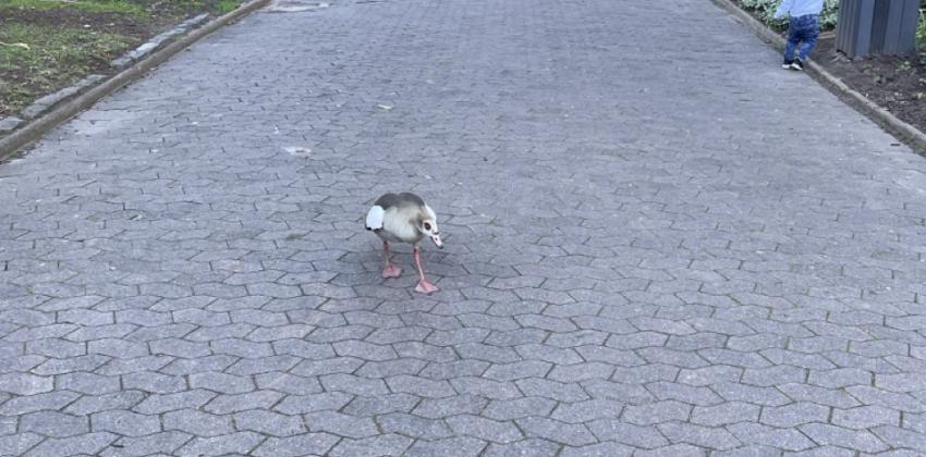 Egyptian geese walking in the park. 