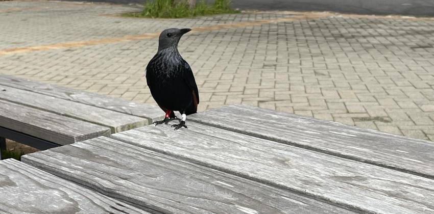 A red-winged starling decided to join me for lunch one day. 