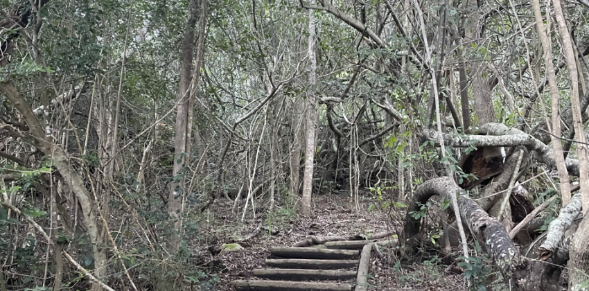 The very introductory steps into the hike. 