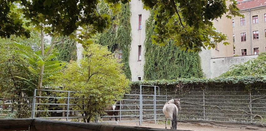 A horse with a spotted grey coat walking in a fenced enclosure.
