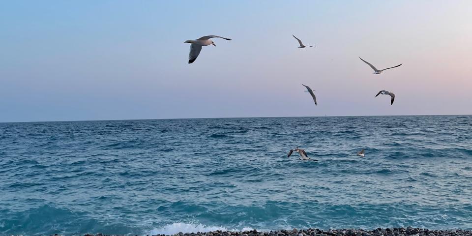 seagulls flying around the beach in Nice at sunset