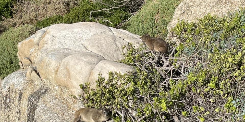 Two Dassie's lounging on a rock. 
