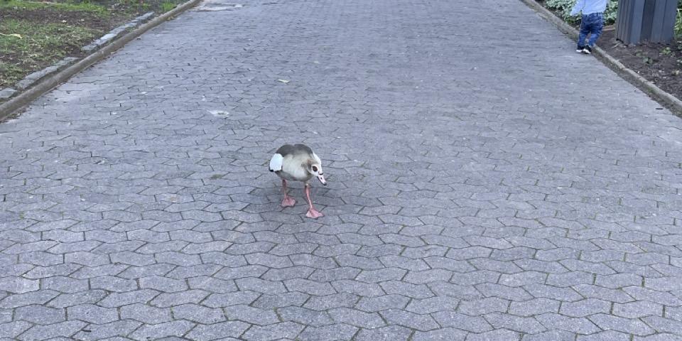 Egyptian geese walking in the park. 