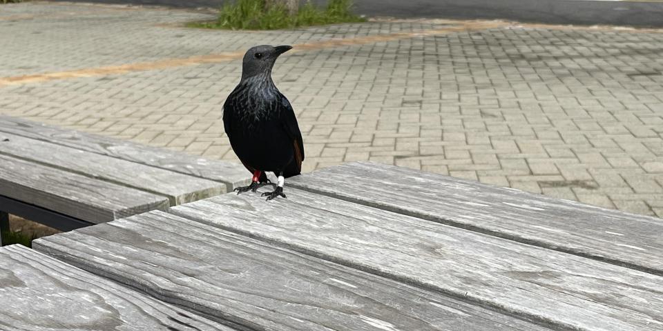 A red-winged starling decided to join me for lunch one day. 