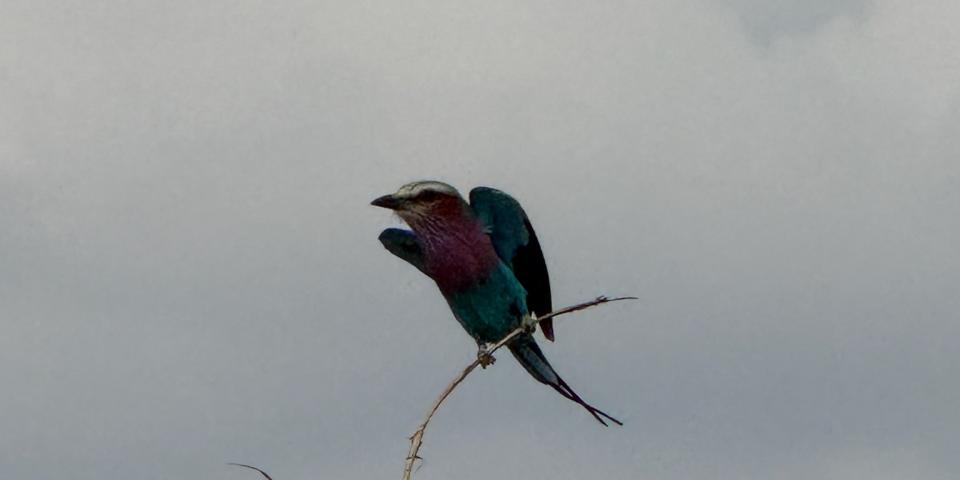 Beautiful small, colorful bird perched on a tree branch. 