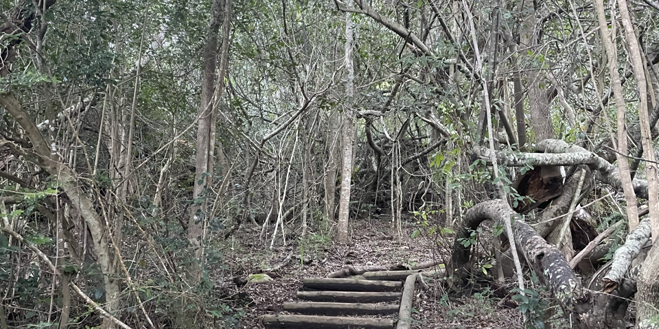 The very introductory steps into the hike. 